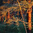 bei Sonnenaufgang im Wald