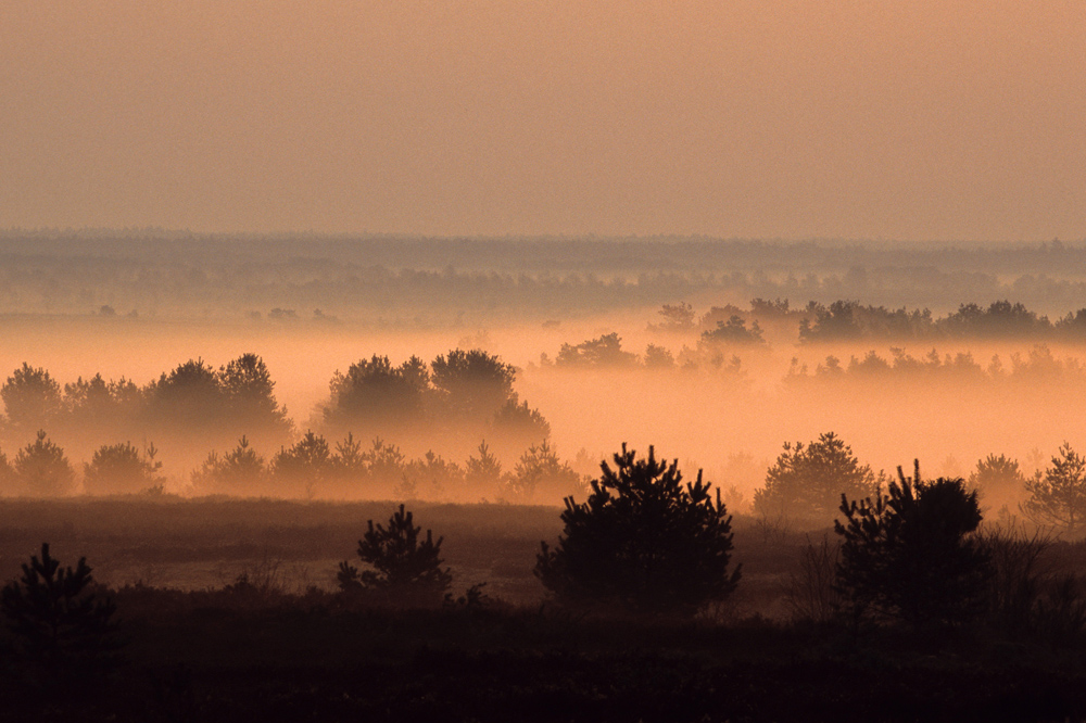 Bei Sonnenaufgang in der Südheide