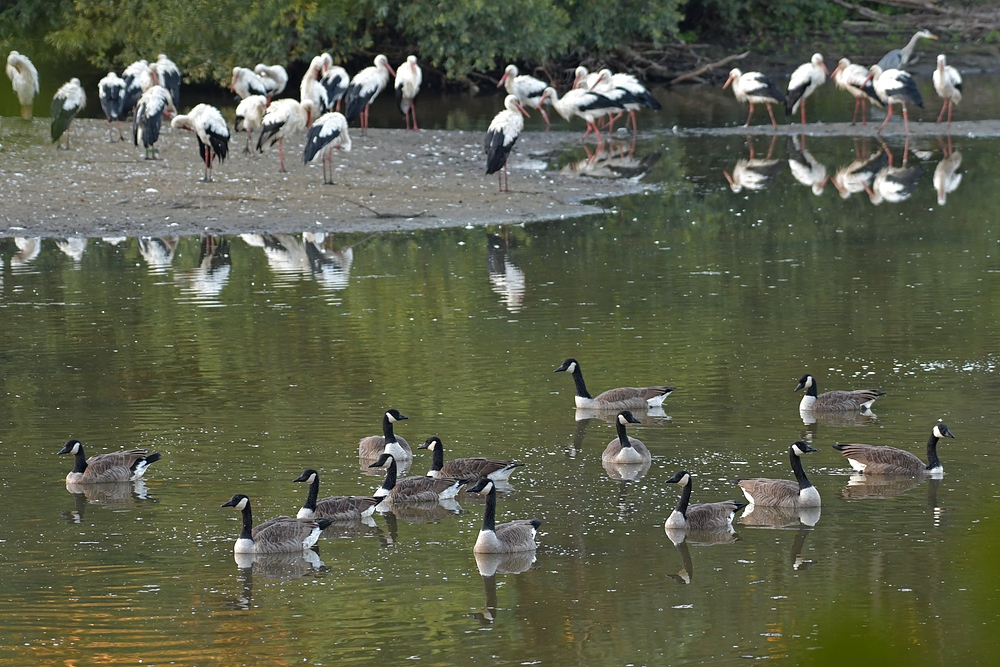 Bei Sonnenaufgang mit Weißstörchen, Graureihern und Kanadagänsen am See 03