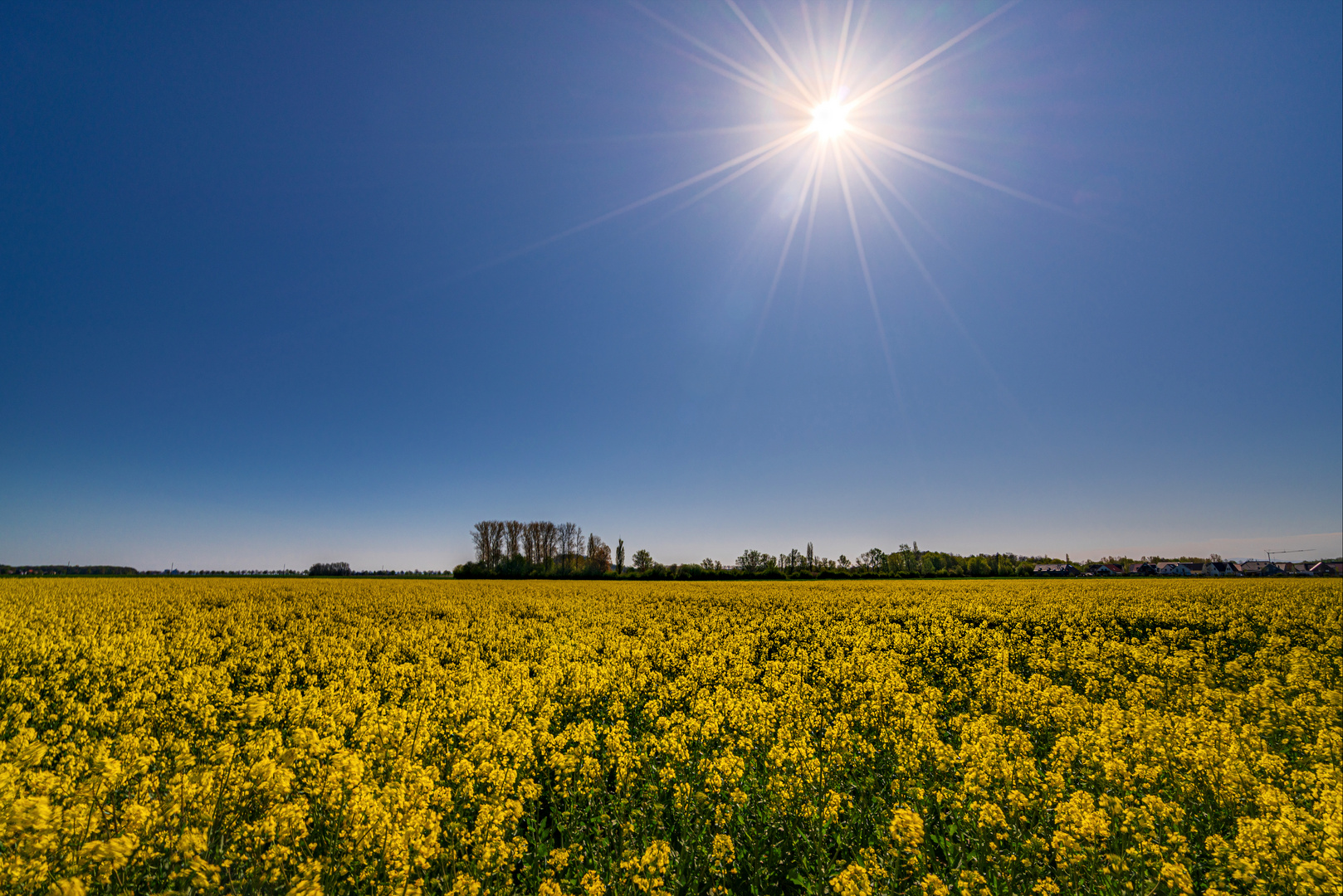 Bei Sonnenschein im Rapsfeld