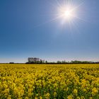 Bei Sonnenschein im Rapsfeld