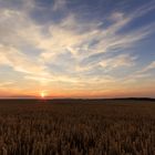 Bei Sonnenuntergang im Kornfeld