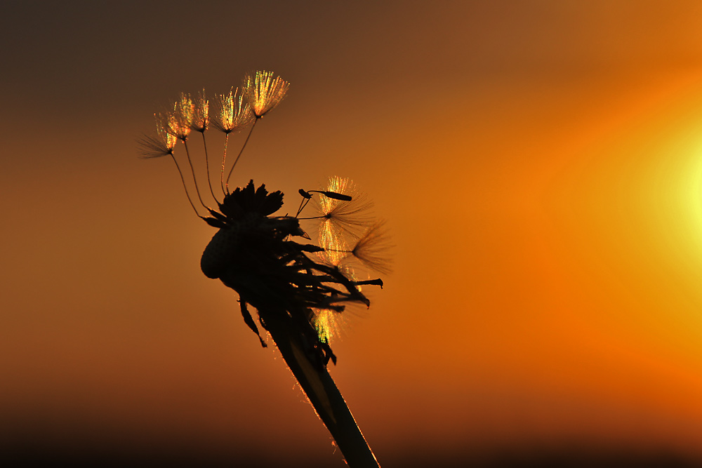 bei Sonnenuntergang im Mai.....