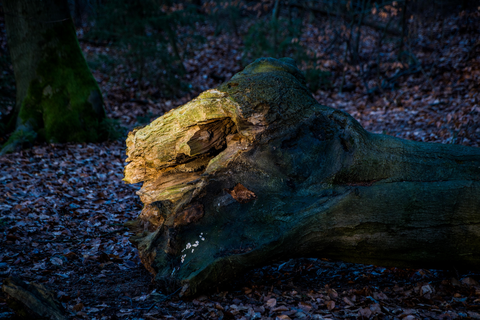 bei Sonnenuntergang im Wald