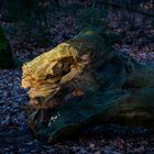 bei Sonnenuntergang im Wald