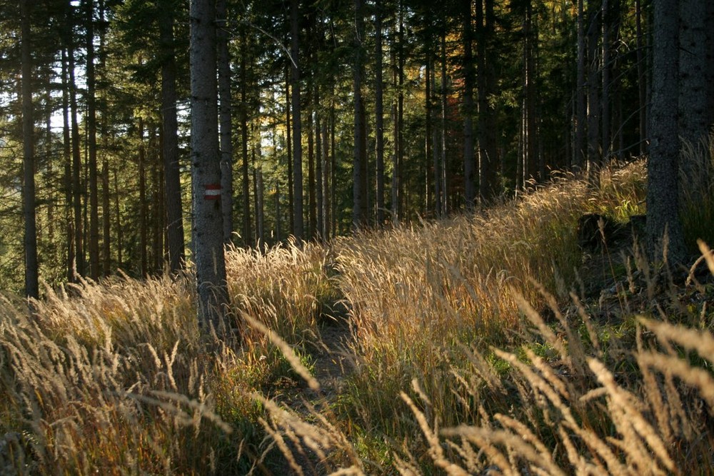 bei Sonnenuntergang im Wald