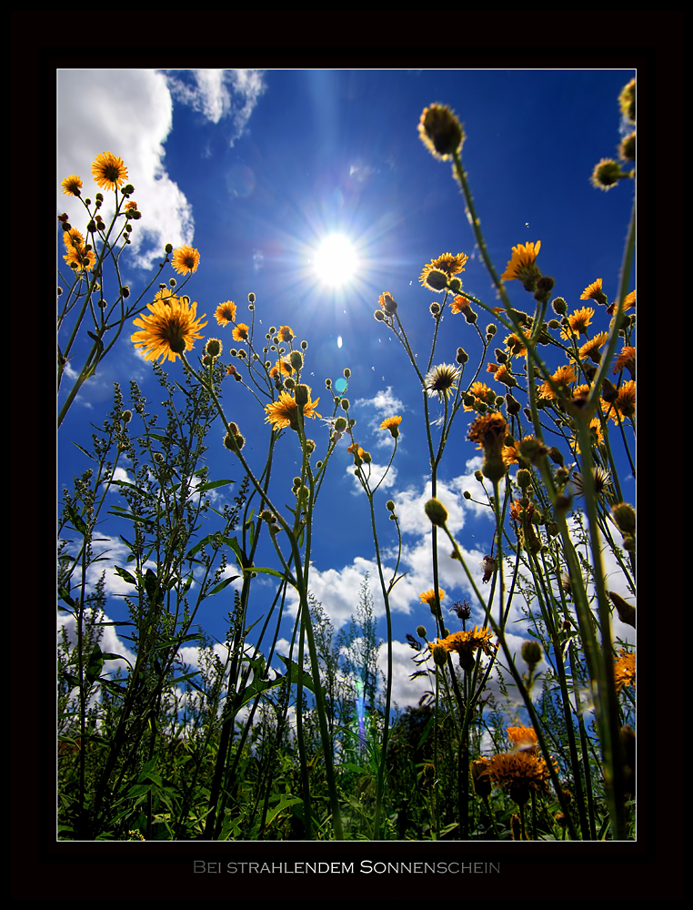 Bei strahlendem Sonnenschein