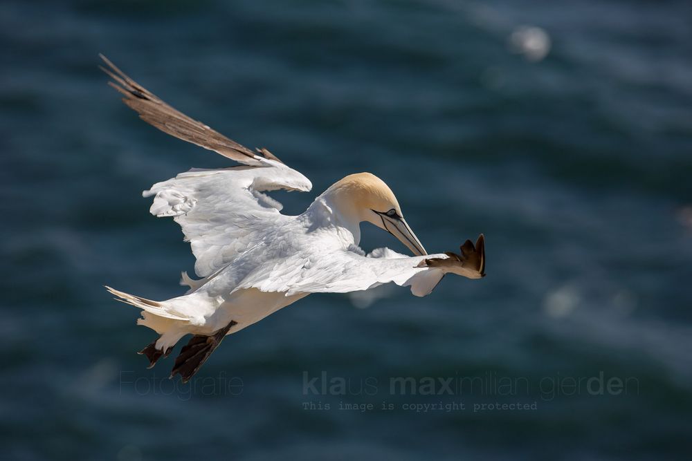 Bei Sturm stehen sie in der Luft Foto & Bild tiere, wildlife, wild lebende vögel Bilder auf Bei Sturm stehen sie in der Luft Foto & Bild tiere, wildlife, wild lebende vögel Bilder auf