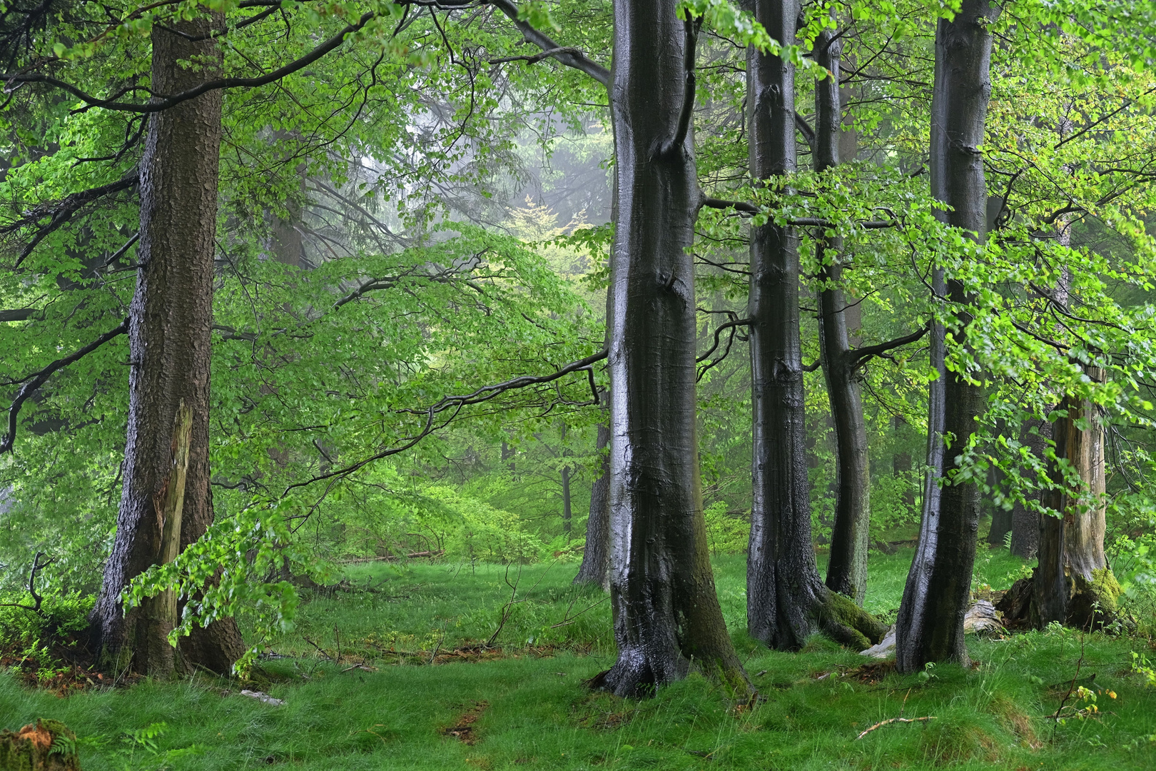 Bei Sturm und Regen durch den Wald...