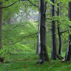 Bei Sturm und Regen durch den Wald...