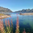 bei Svolvaer  Lofoten