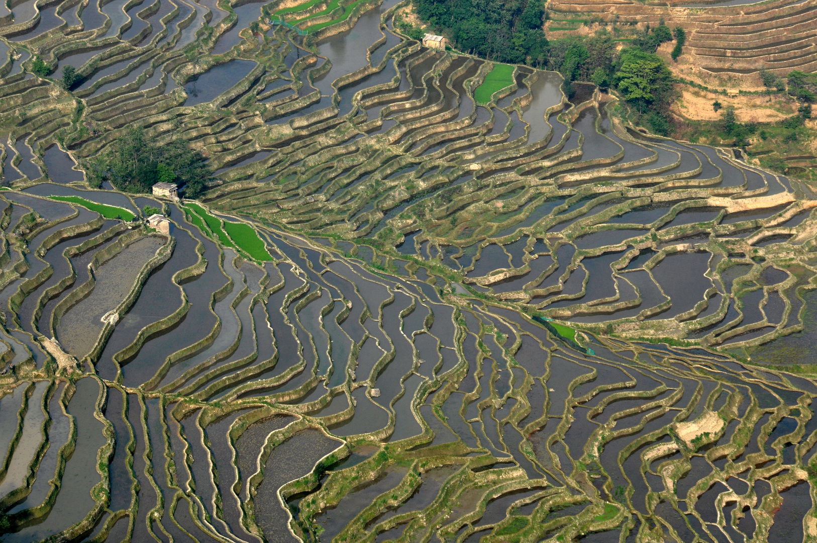 Bei Tageslicht: Reisterrassen von Yuanyang in Yunnan