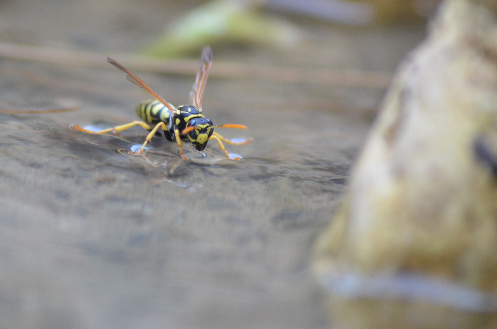 Bei uns am Gartenteich.