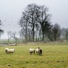 bei uns am Niederrhein