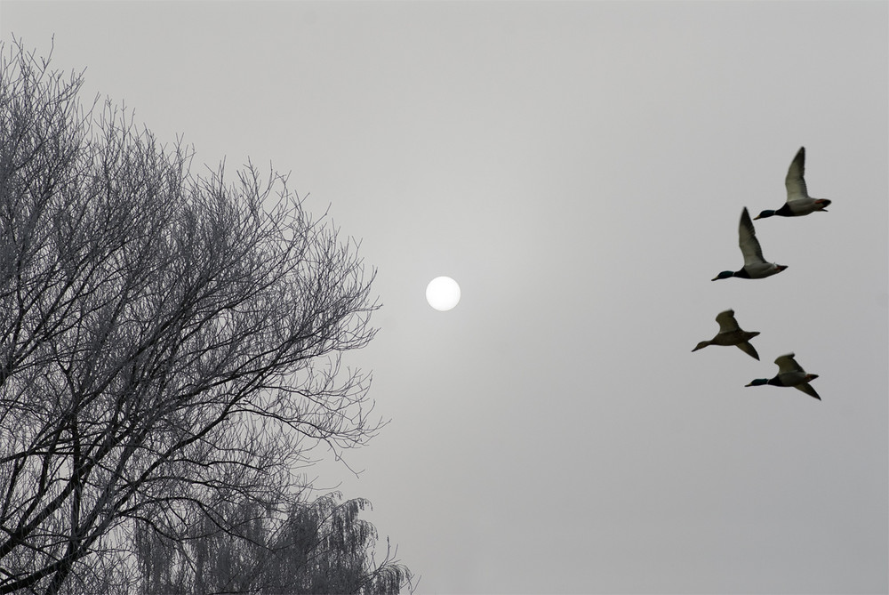 Bei uns am Rhein