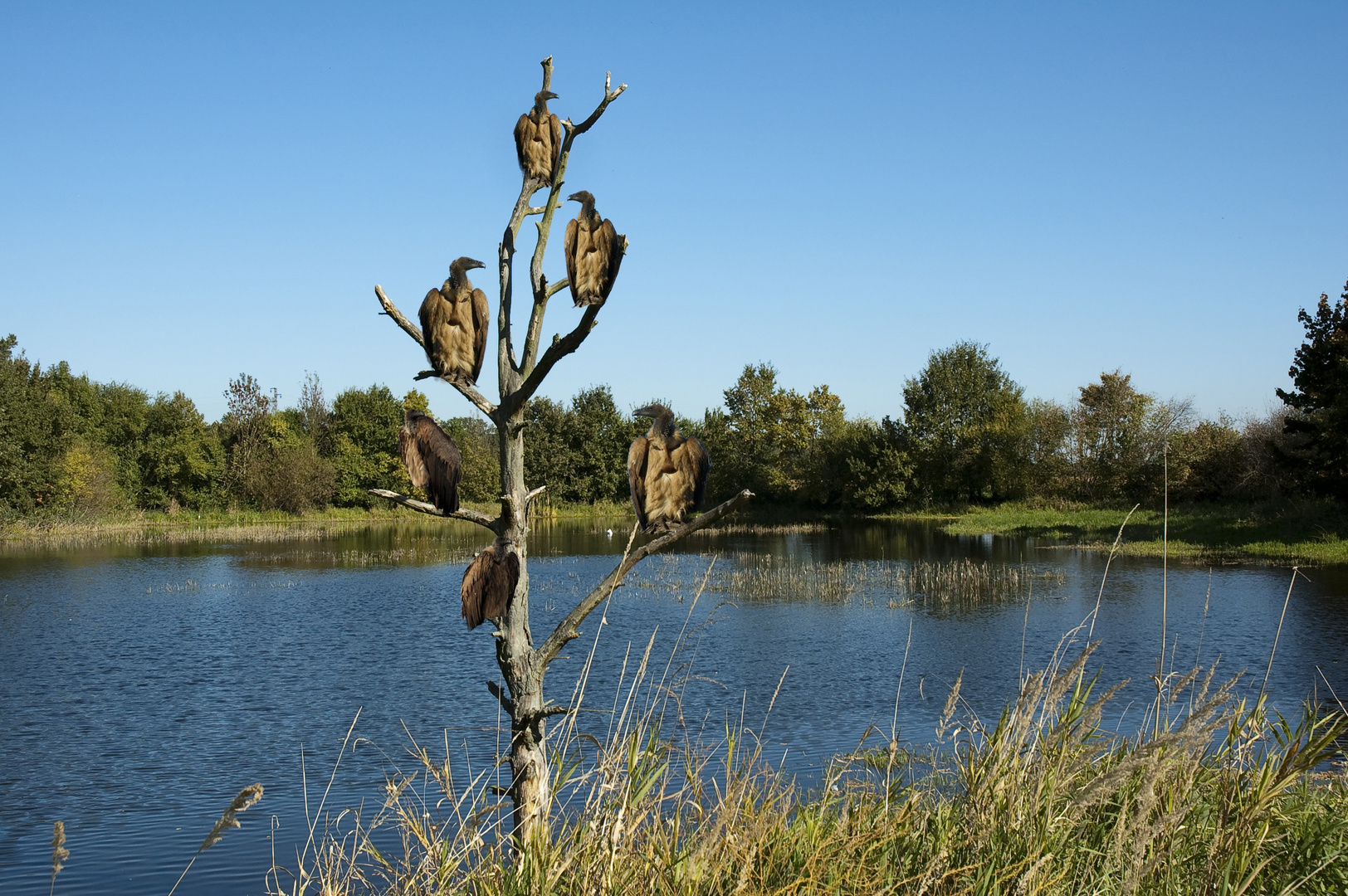 bei uns am Teich...