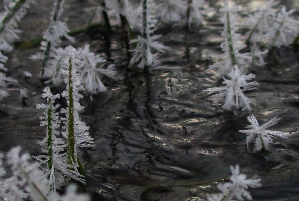 Bei uns am Teich