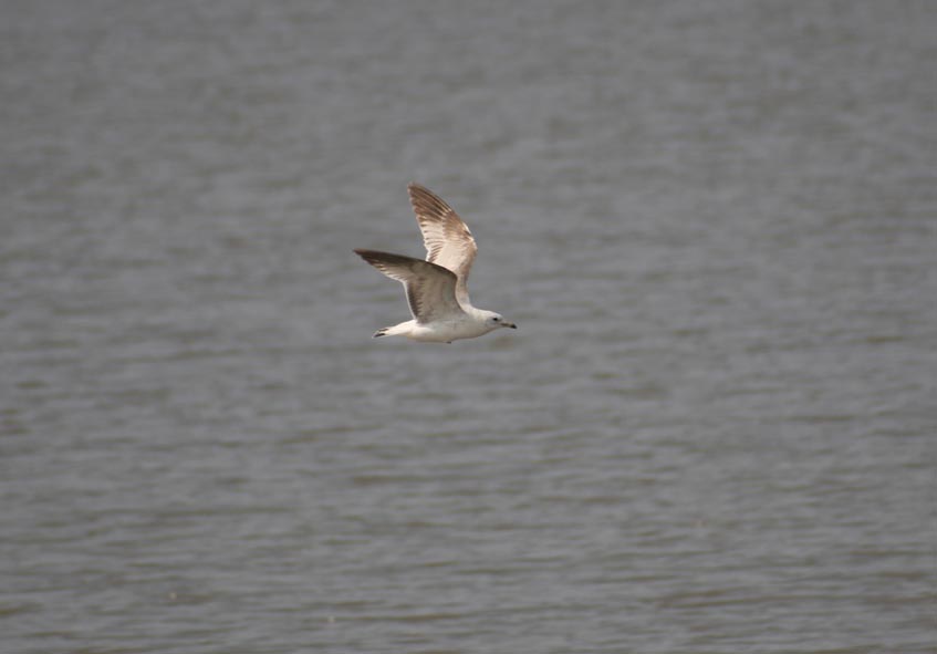 Bei uns an der Elbe