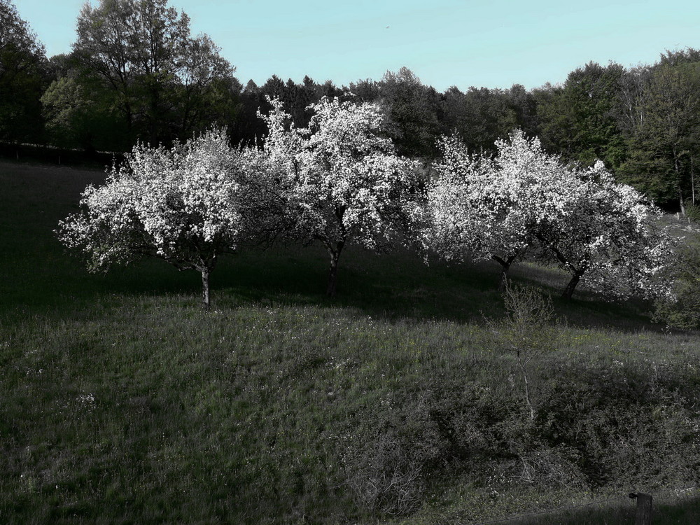 Bei uns auf der Wiese