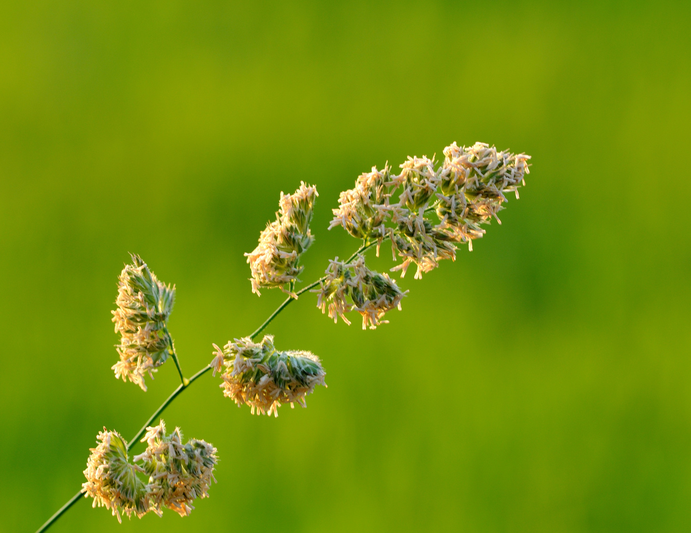 Bei uns auf der Wiese