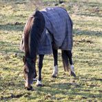 Bei uns auf der Wiese. Pferd mit Decke