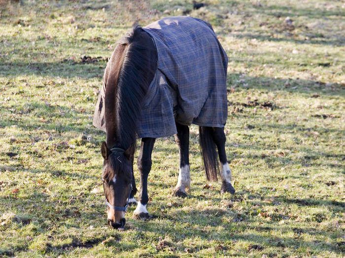 Bei uns auf der Wiese. Pferd mit Decke