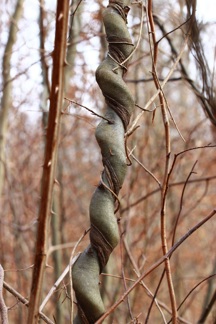 Bei uns drehen sogar die Bäume im Wald durch...