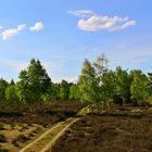 Bei uns gibt es auch ein wenig Heide