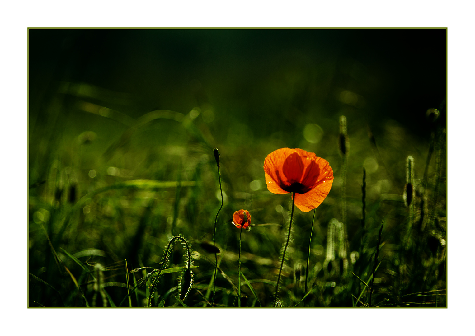 bei uns gibt´s auch Mohn