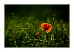 bei uns gibt´s auch Mohn