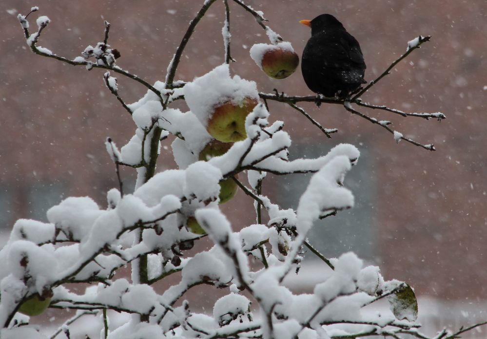 Bei uns hat es geschneit.