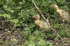 Bei uns hier ist grad FLAUSCHALARM