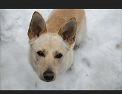 bei uns im Dorf - mein Nachbar Bobby