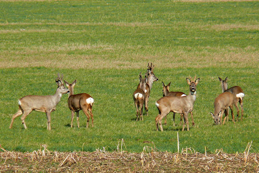 Bei uns im Flachland