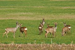 Bei uns im Flachland