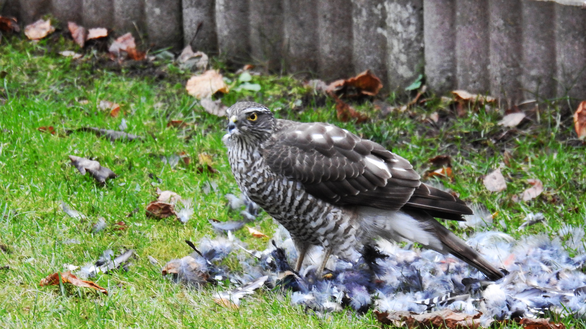 bei uns im Garten