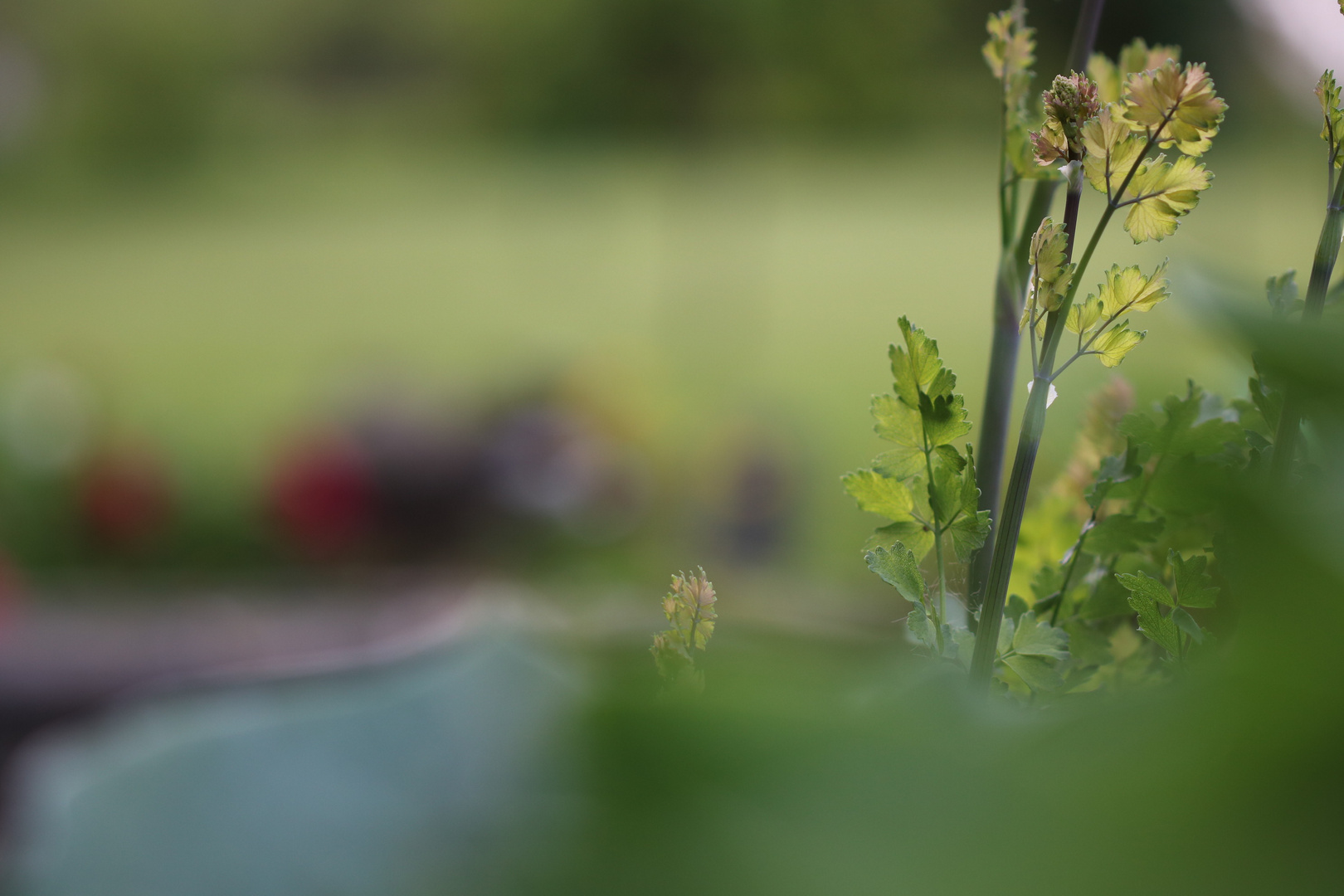 bei uns im Garten