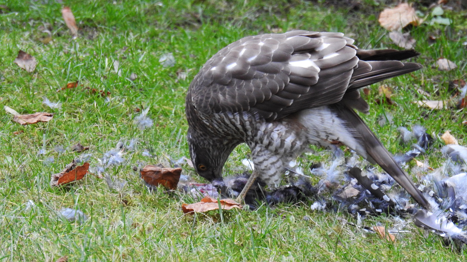 bei uns im Garten