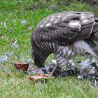 bei uns im Garten