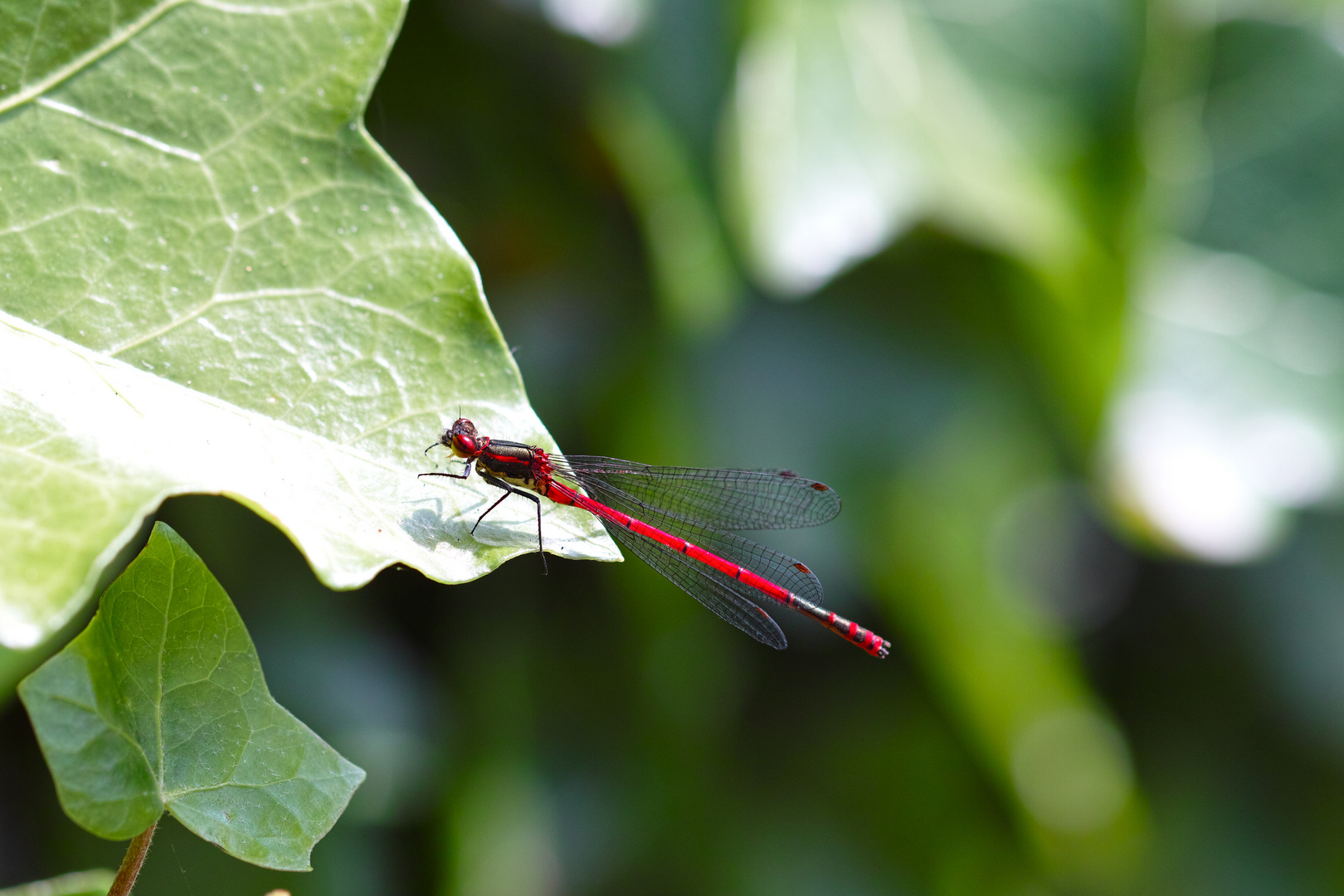 Bei uns im Garten