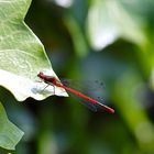 Bei uns im Garten