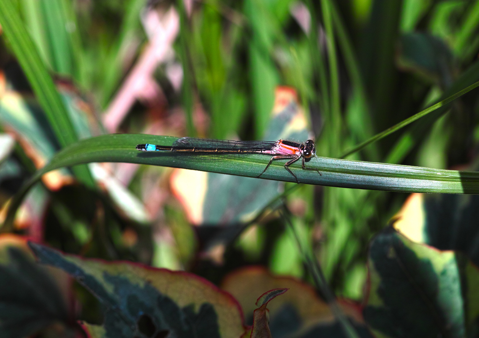 Bei uns im Garten 2