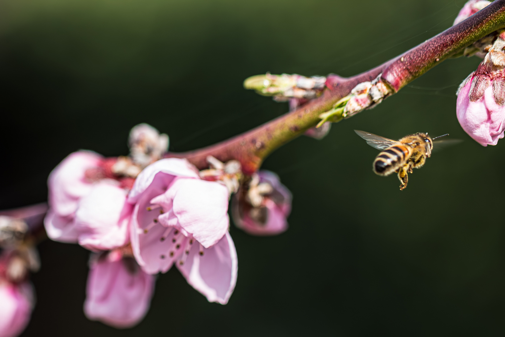 Bei uns im Garten