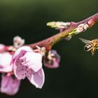 Bei uns im Garten