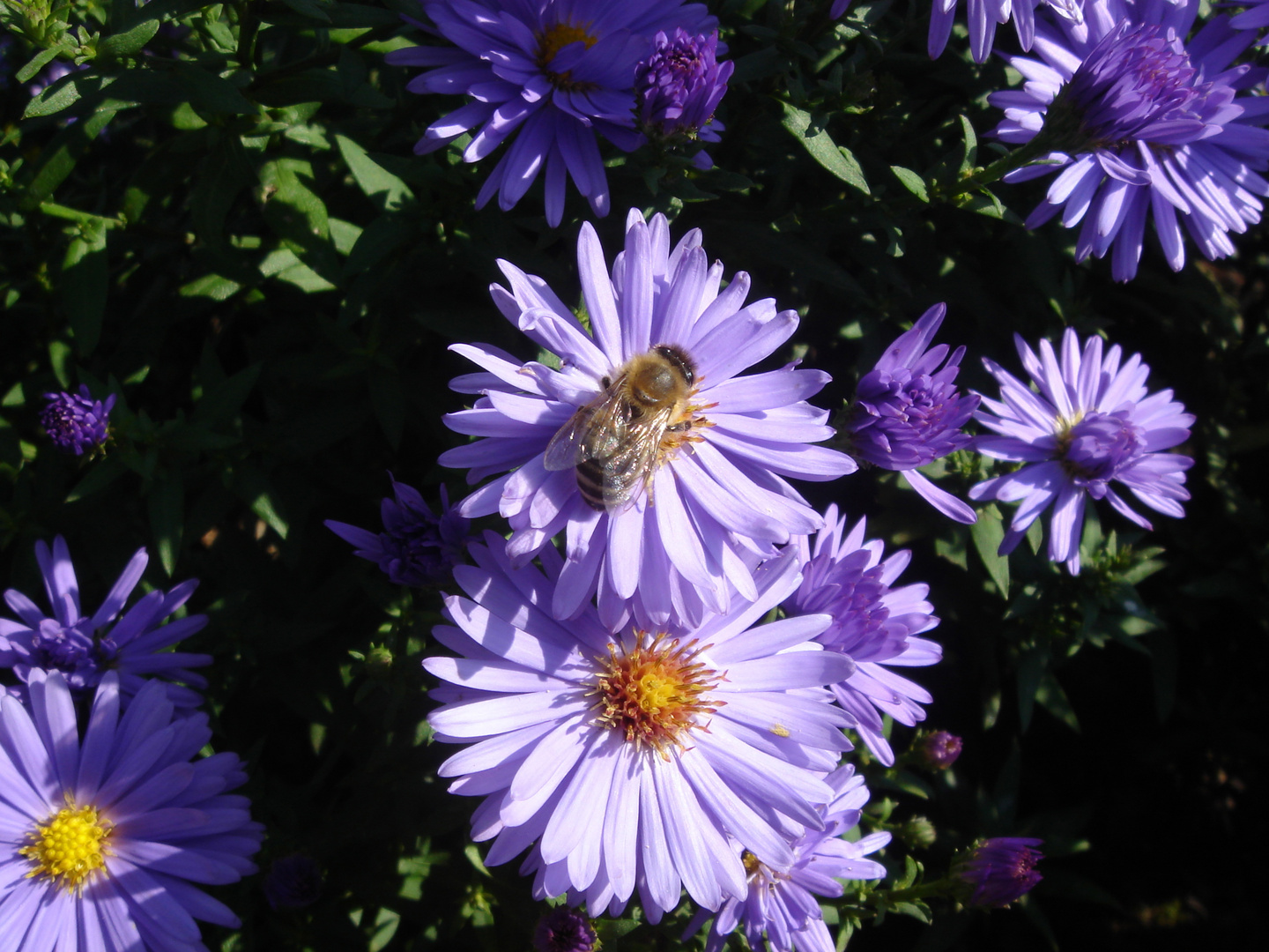 bei uns im Garten