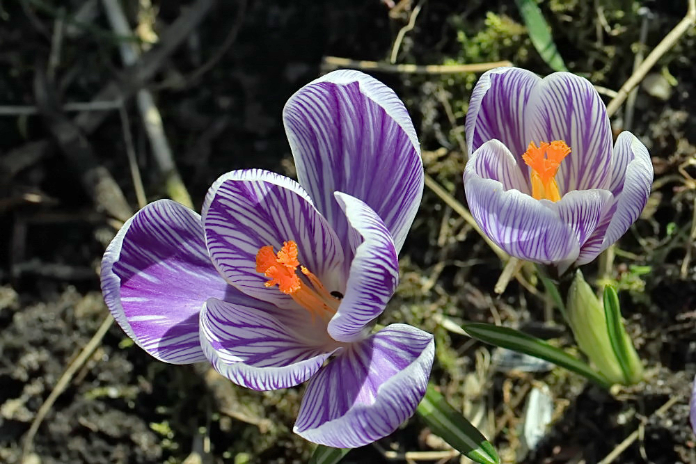 bei uns im Garten...