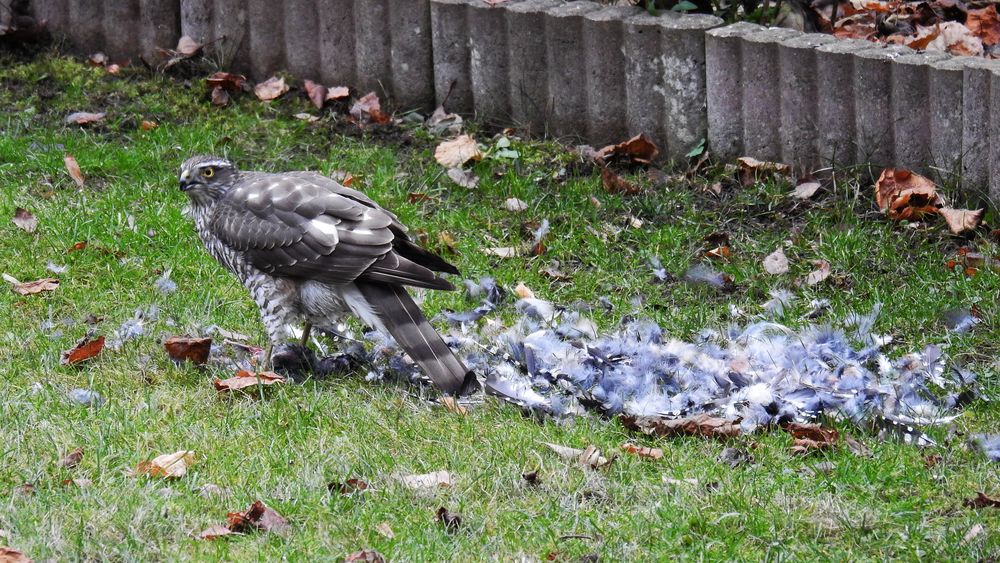 bei uns im Garten Foto & Bild natur, landschaft, greifvogel Bilder