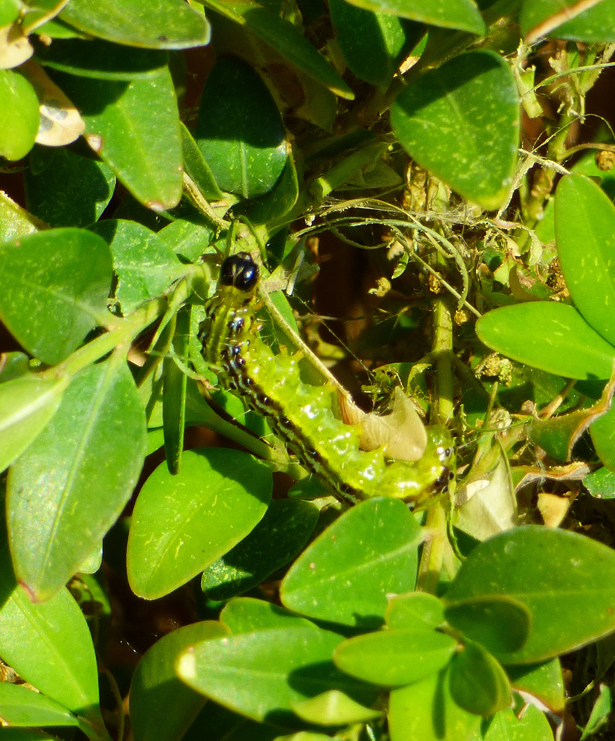 bei uns im Garten 