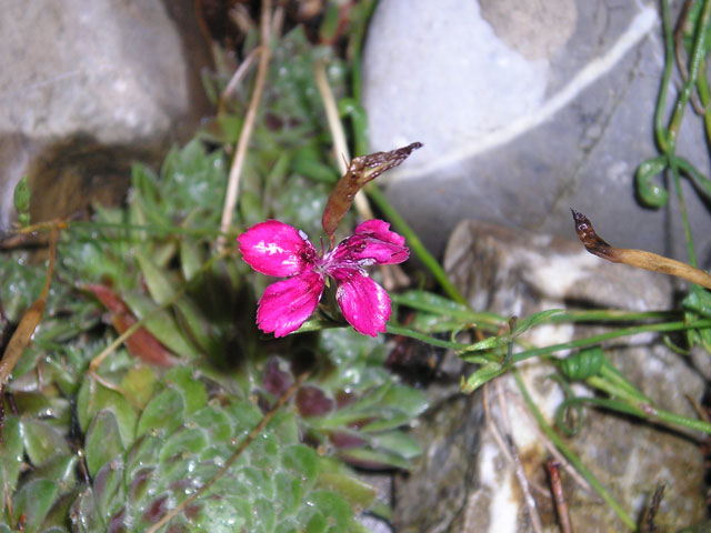 bei uns im Garten