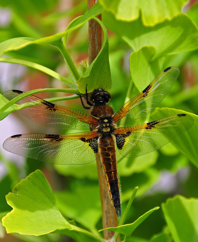 Bei uns im Garten.